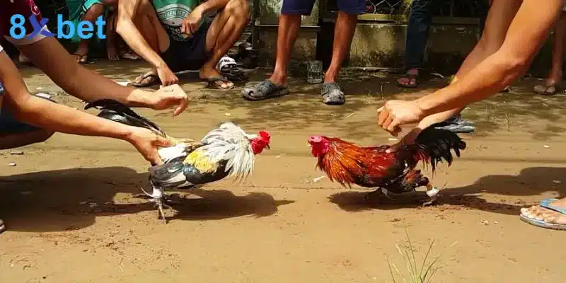 Những trận đấu đá gà Thomo mang lại sự kịch tính và cơ hội làm giàu cho nhiều người